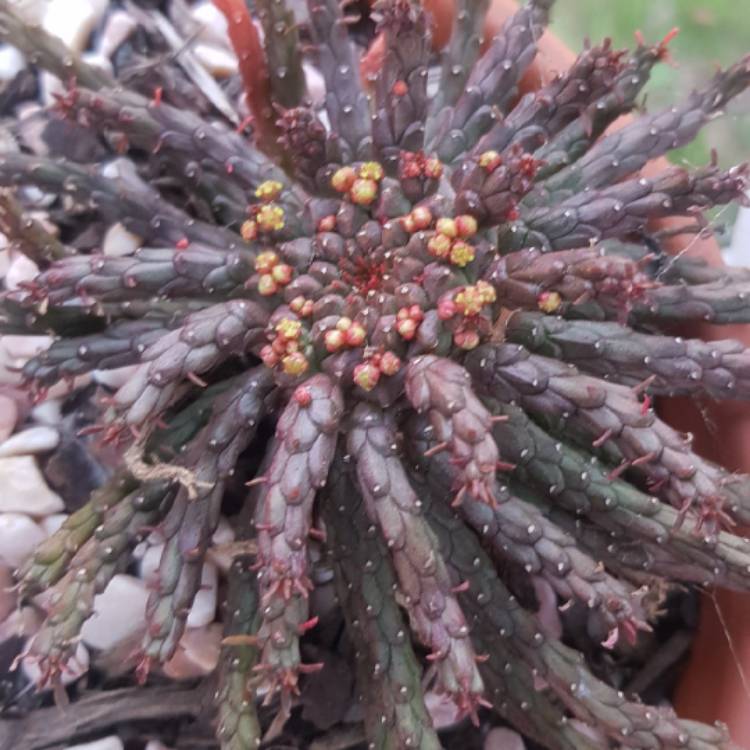 plant image 1373123 plant image 1373123