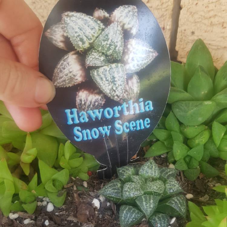 Plant image Haworthia emelyae 'Snow Scene'