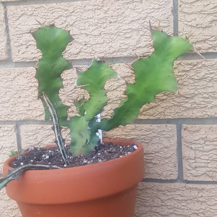 plant image 1375125