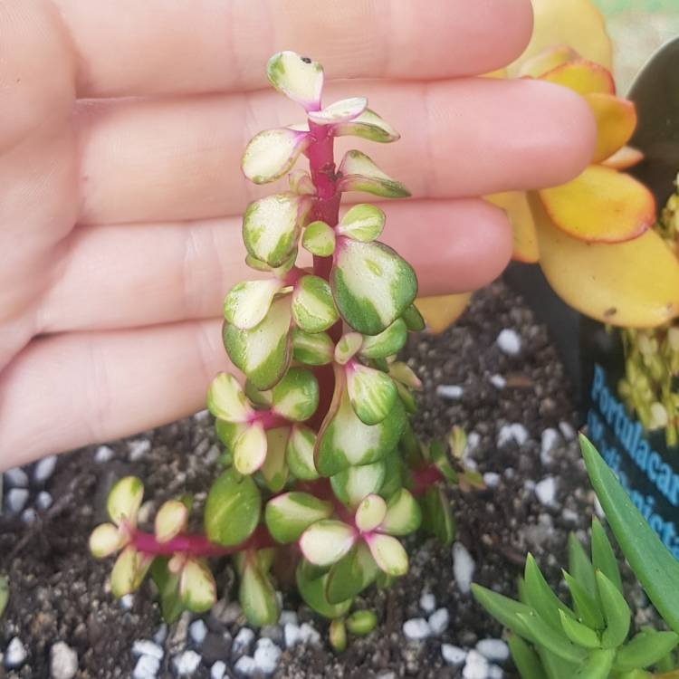 plant image 1375220