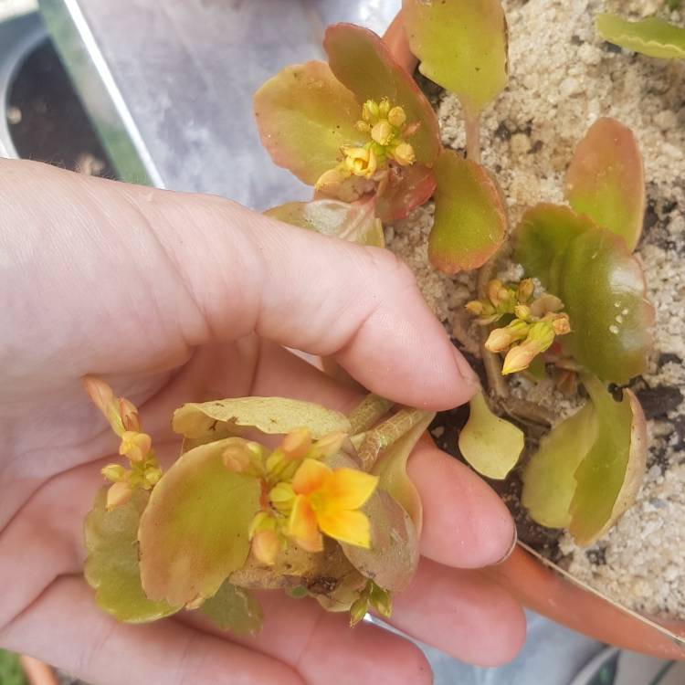 Plant image Kalanchoe Blossfeldiana 'Yellow'