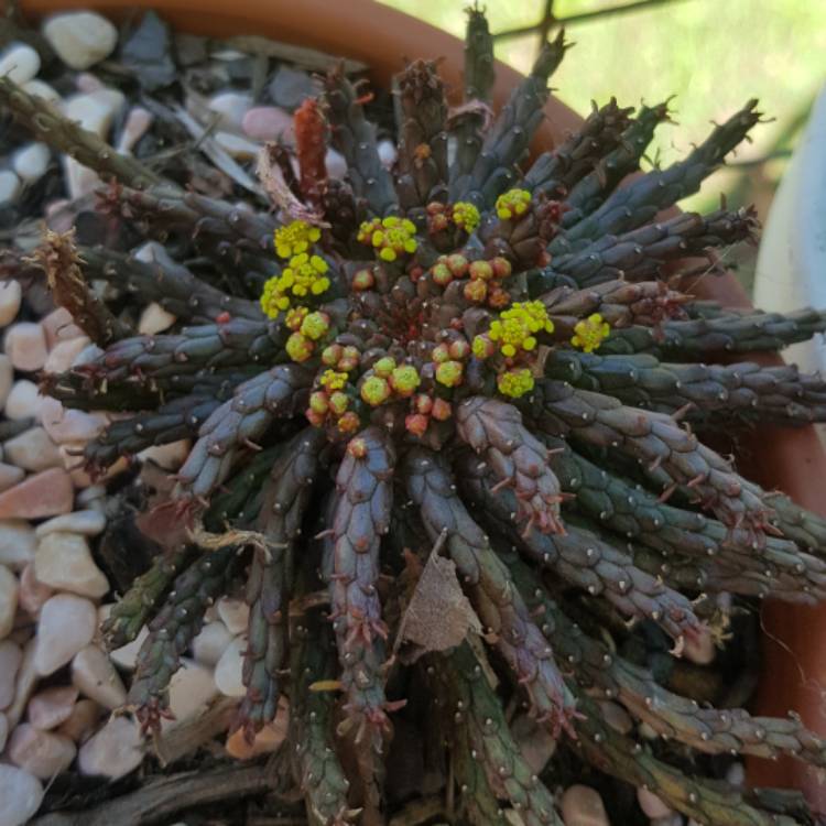 plant image 1378440 plant image 1378440