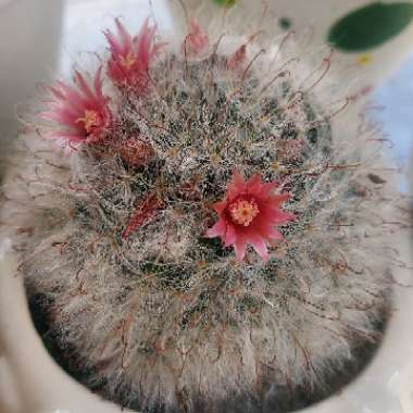 Mammillaria bocasana