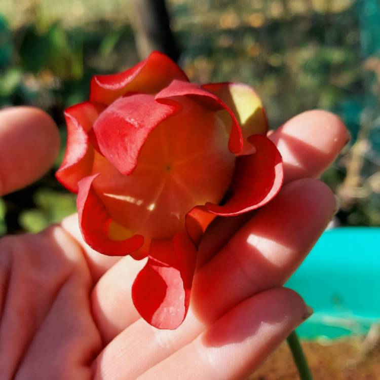 plant image 1396048