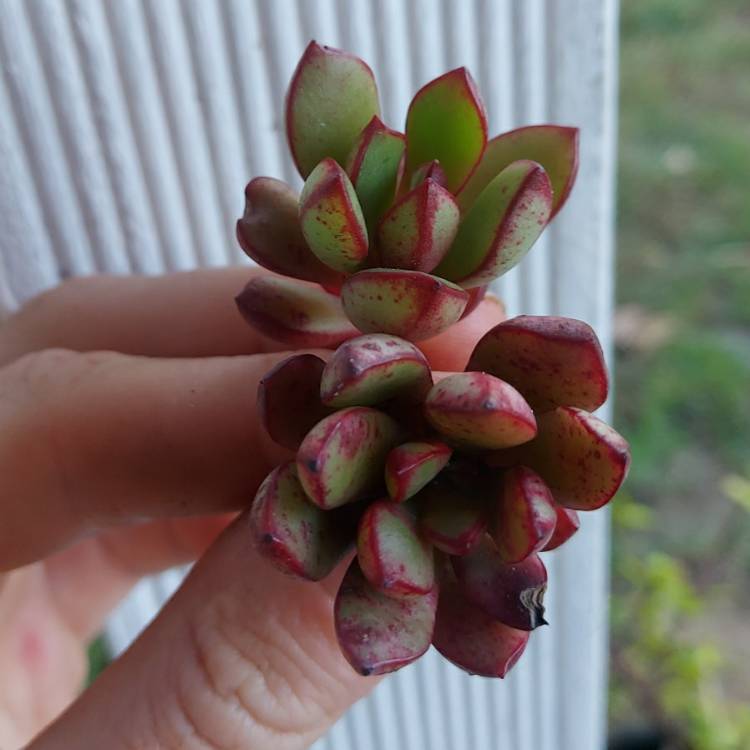 Plant image Echeveria Globuliflora