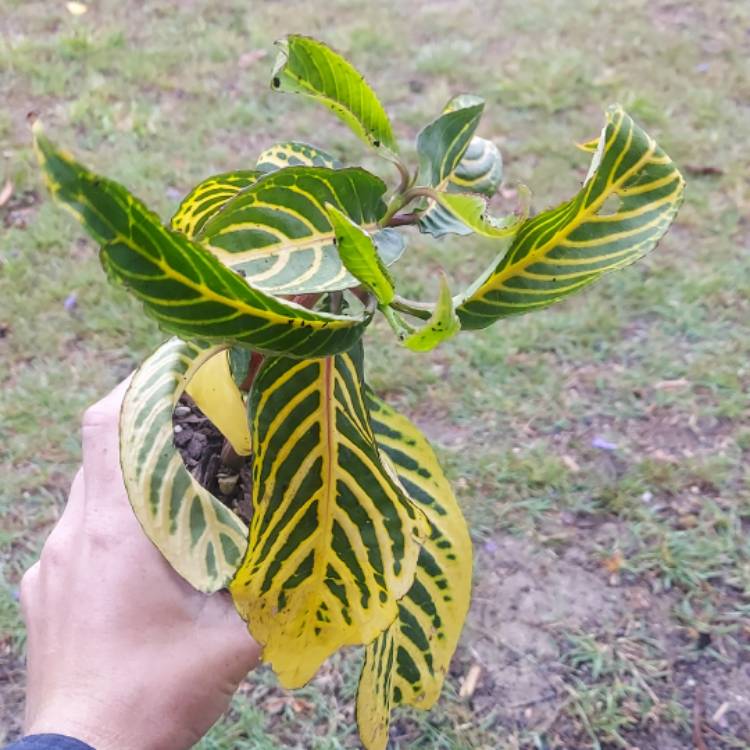 Plant image Sanchezia nobilis