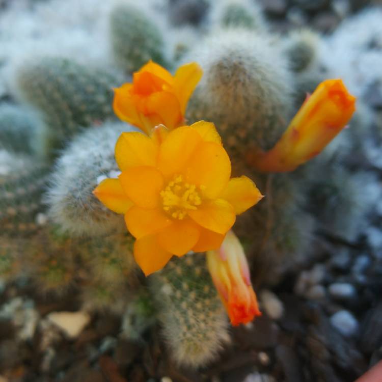 Plant image Rebutia pulvinosa