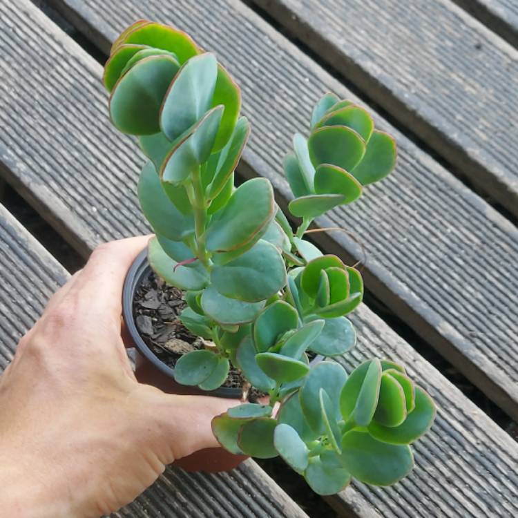 plant image 1417600 plant image 1417600