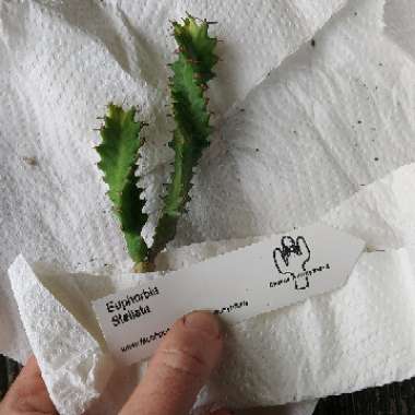Euphorbia stellata