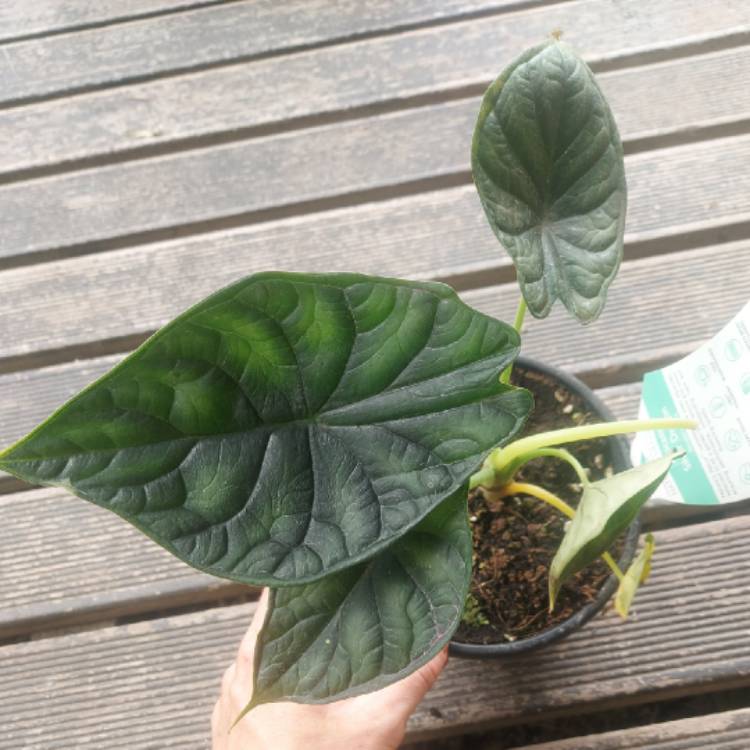 Plant image Alocasia 'Silver Dragon'