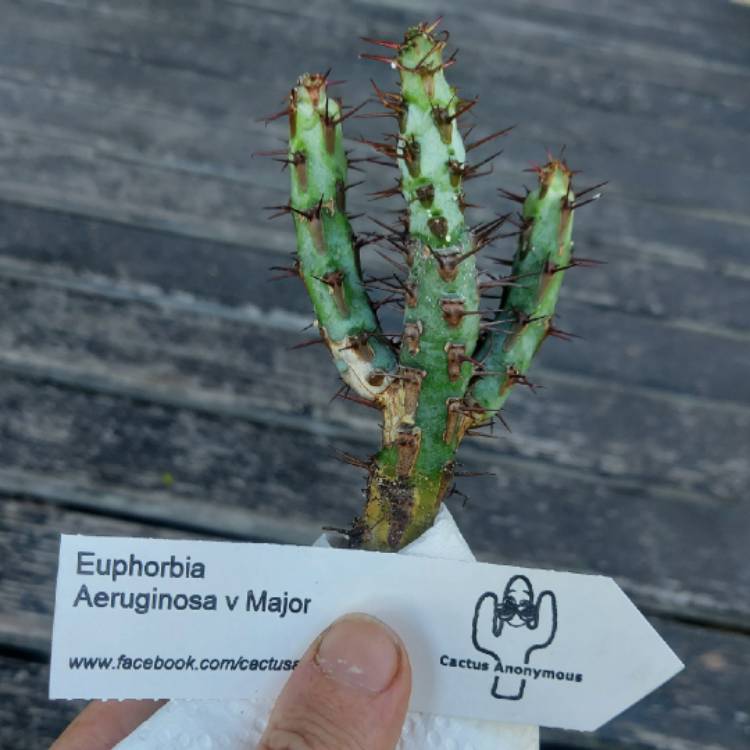 plant image 1436188