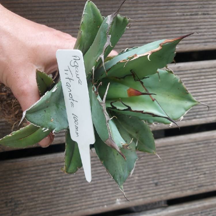 plant image 1436223