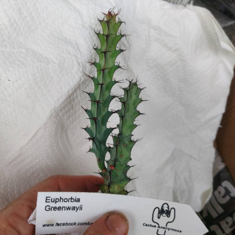 Plant image Euphorbia Greenwayi