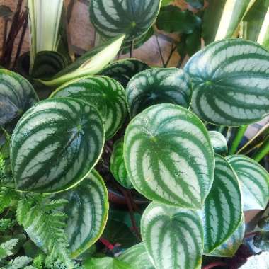 Peperomia argyreia