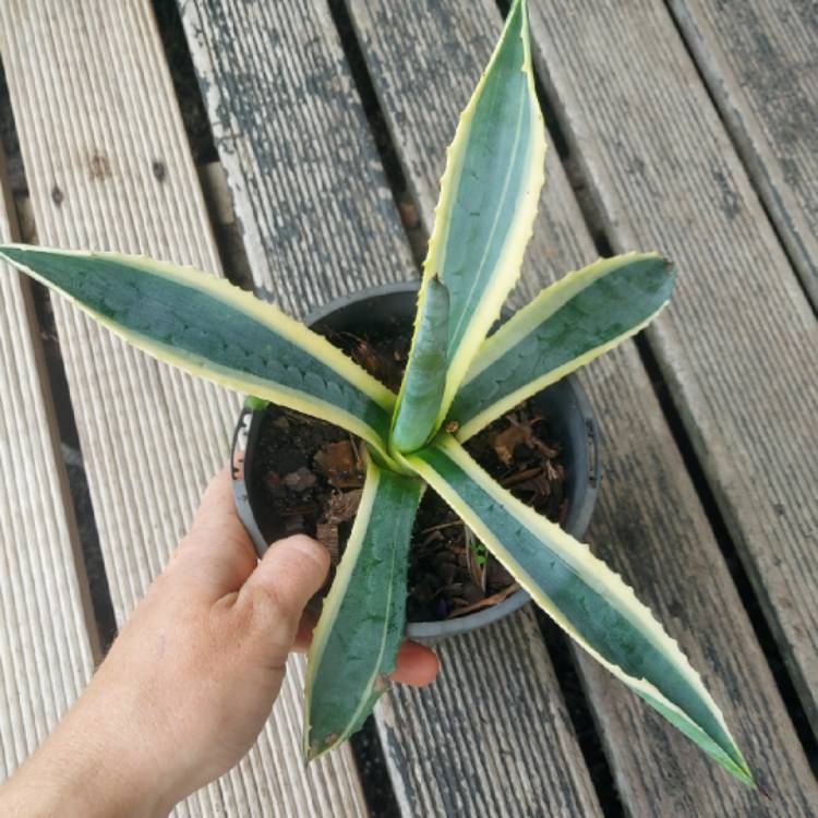 plant image 1447680