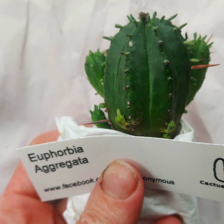 Plant image Euphorbia aggregata