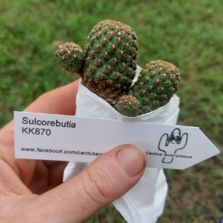 Plant image Rebutia Steinbachii