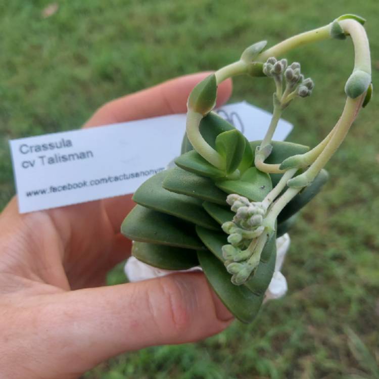 Plant image Crassula 'Talisman'