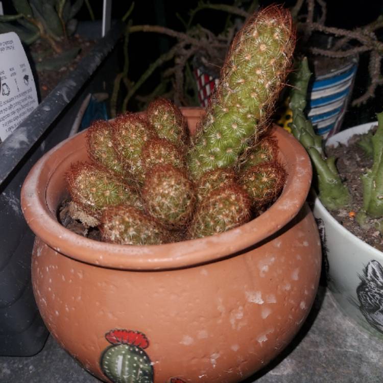plant image 1469518