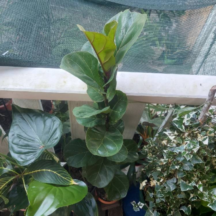 Plant image Ficus Lyrata Bambino