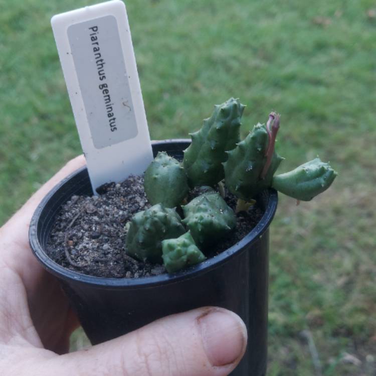 plant image 1470931