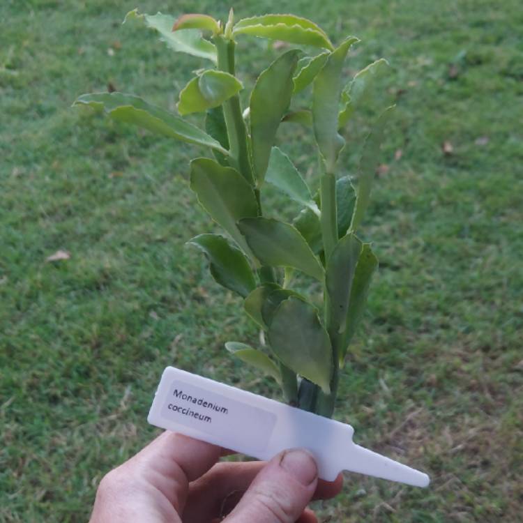 plant image 1470934