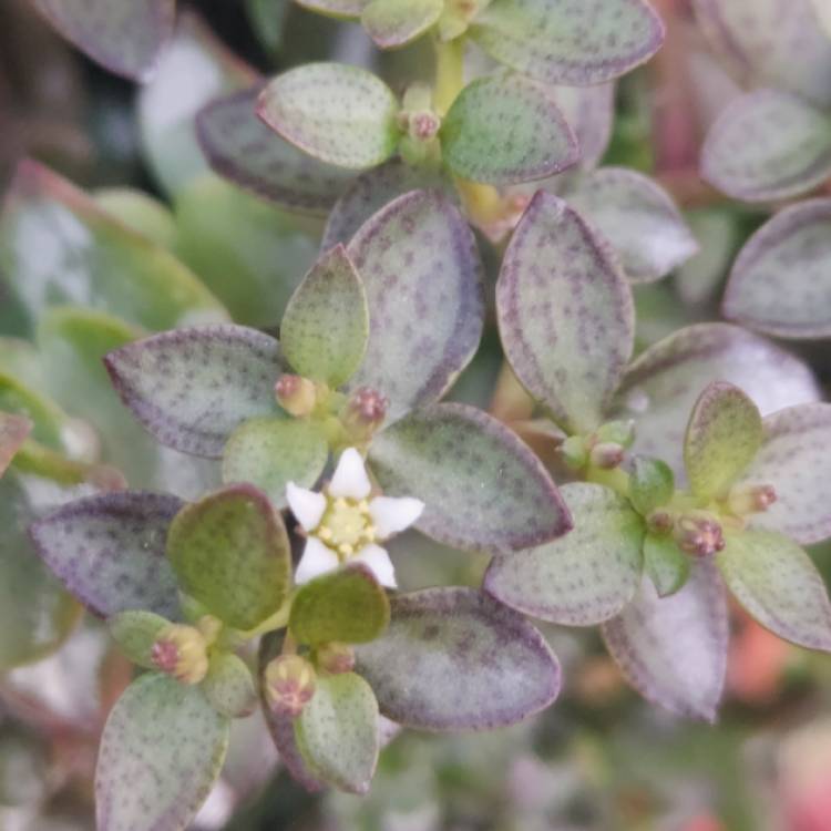 Plant image Crassula Volkensii