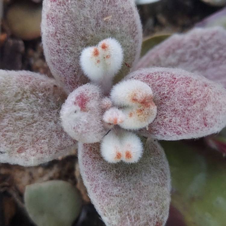 Plant image Kalanchoe eriophylla