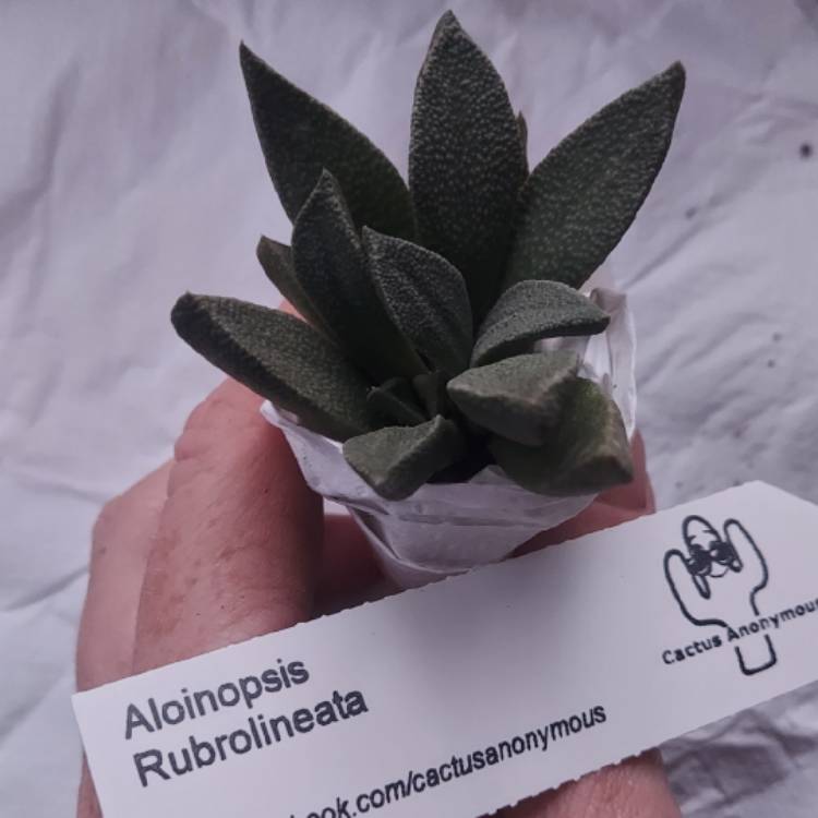 Plant image Aloinopsis rubrolineata