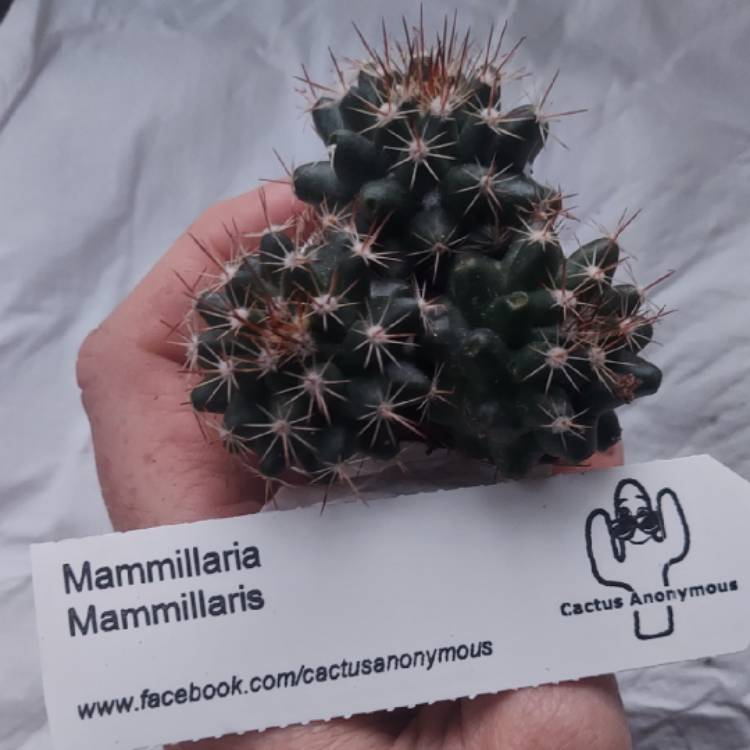 plant image 1474440