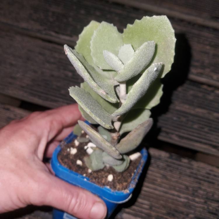 plant image 1477780 plant image 1477780