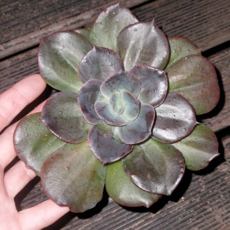Plant image Echeveria Blue Metal