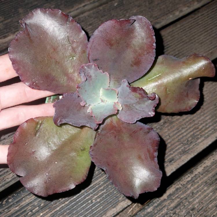 plant image 1477789