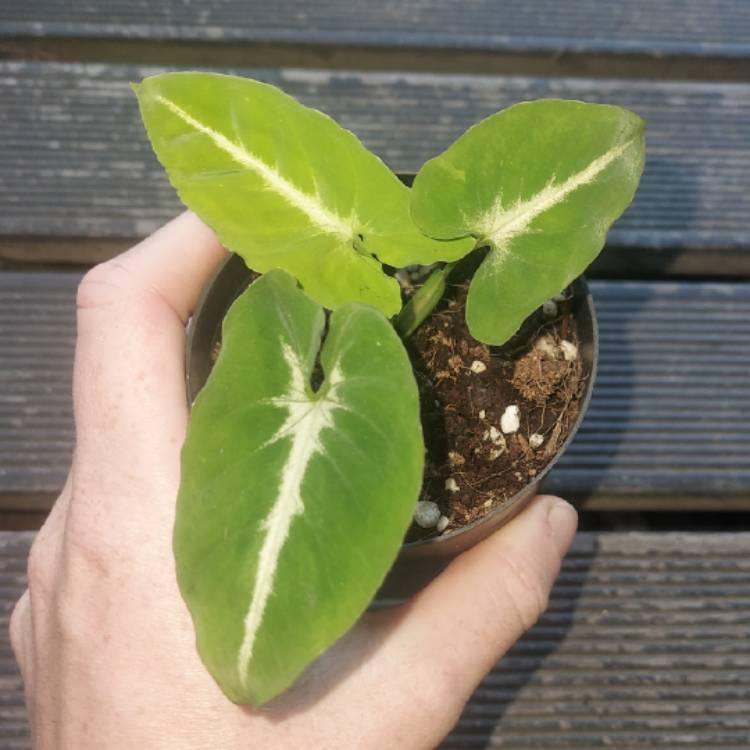 plant image 1479118