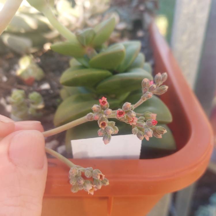 plant image 1479603