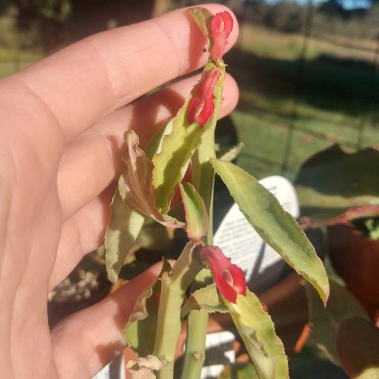 plant image 1479624