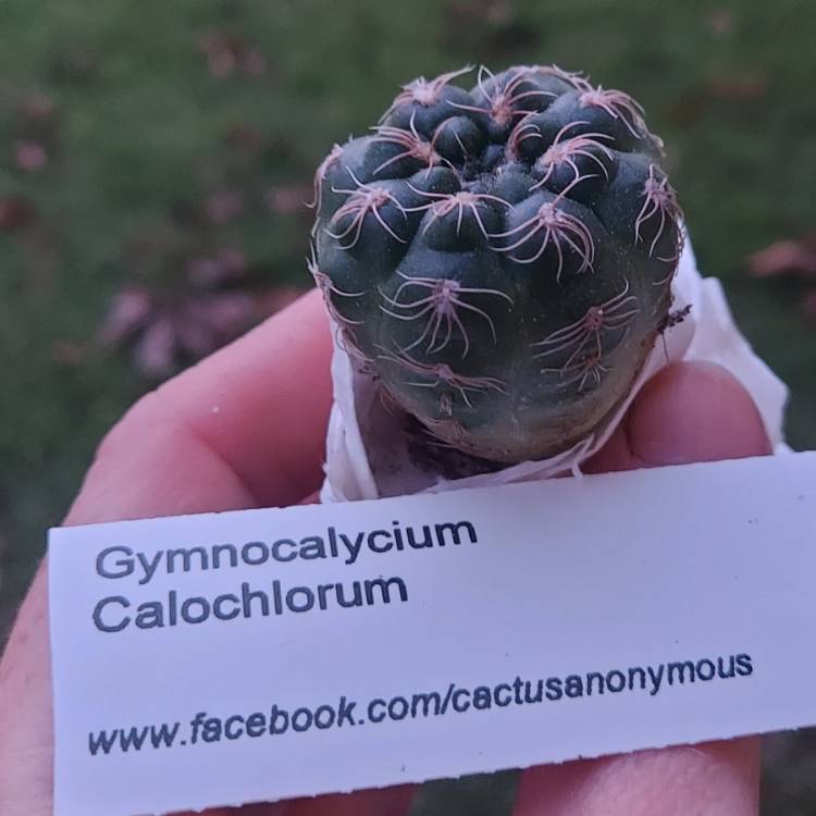 Plant image Gymnocalycium calochlorum