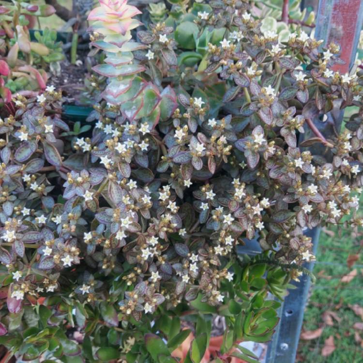 plant image 1487923