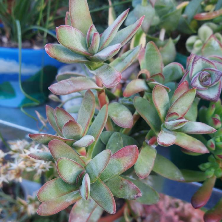 plant image 1487933