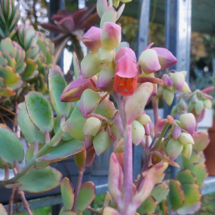 plant image 1487948 plant image 1487948