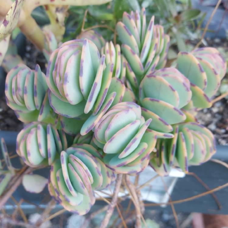 plant image 1487949 plant image 1487949