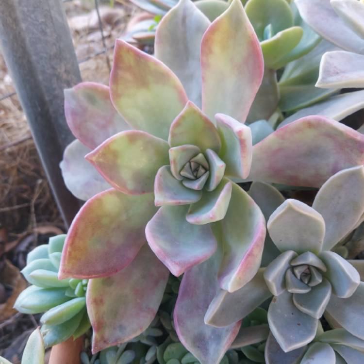 plant image 1490595 plant image 1490595
