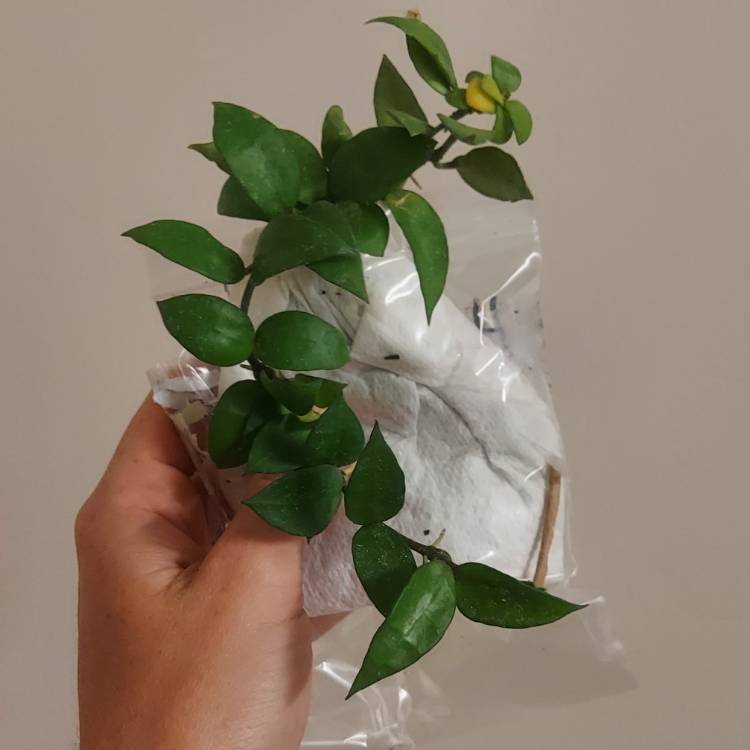 Plant image Hoya lacunosa var. lacunosa