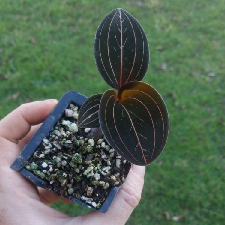plant image 1497528