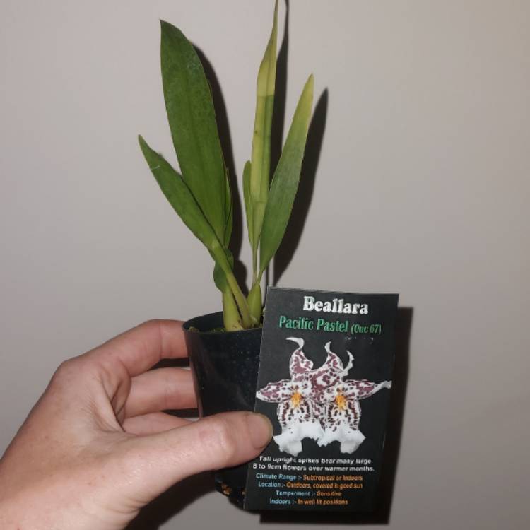 Plant image x Beallara Orchid