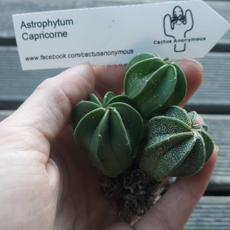Plant image Astrophytum capricorne