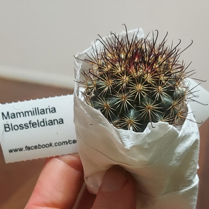 plant image 1512600