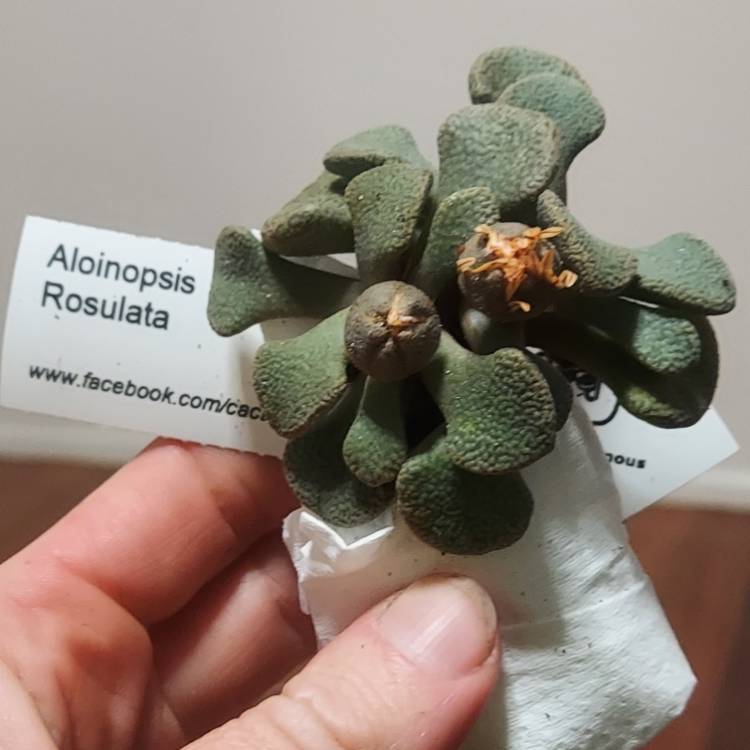 plant image 1512609