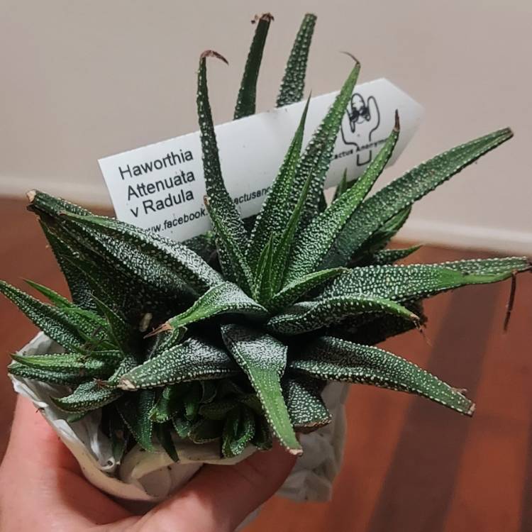 Plant image Haworthiopsis attenuata var. radula syn. Haworthia attenuata var. radula, Haworthia radula