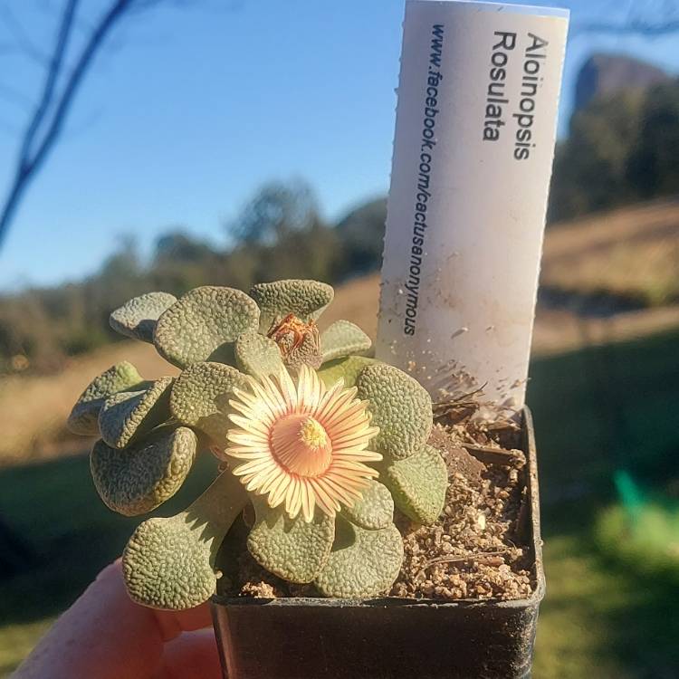 plant image 1513774